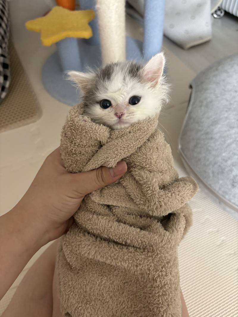 [잡담] 수건에 싸인 고양이 | 인스티즈