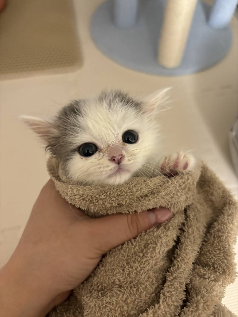 [잡담] 수건에 싸인 고양이 | 인스티즈