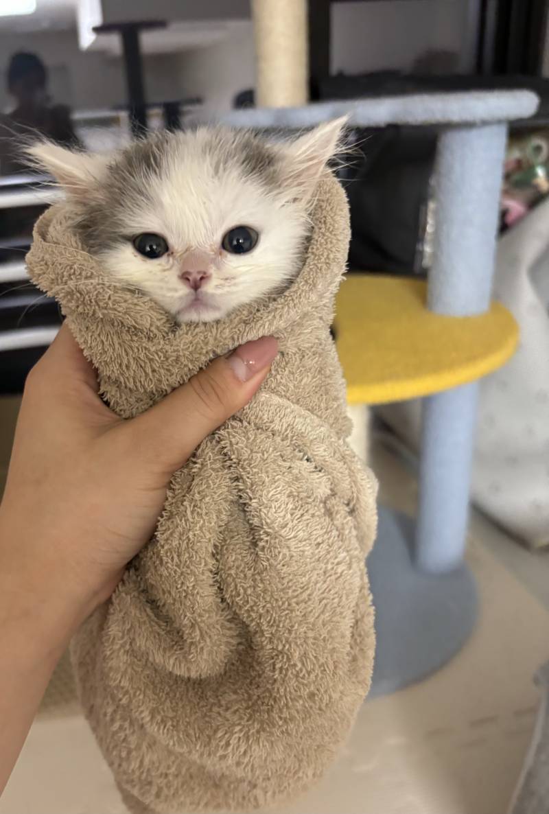 [잡담] 수건에 싸인 고양이 | 인스티즈