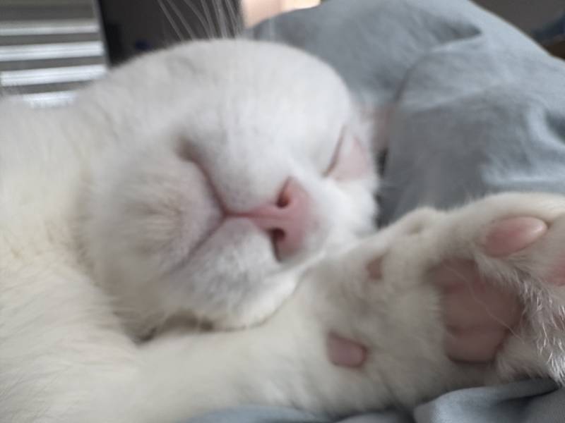 [잡담] 울집 냐옹이랑 게으름 피우는즁..... | 인스티즈