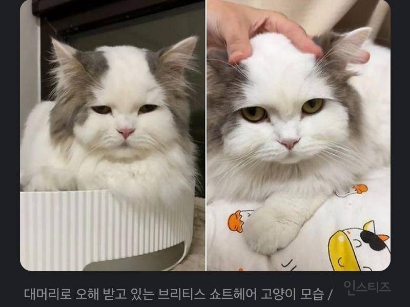 대머리로 오해받는다는 고양이 | 인스티즈