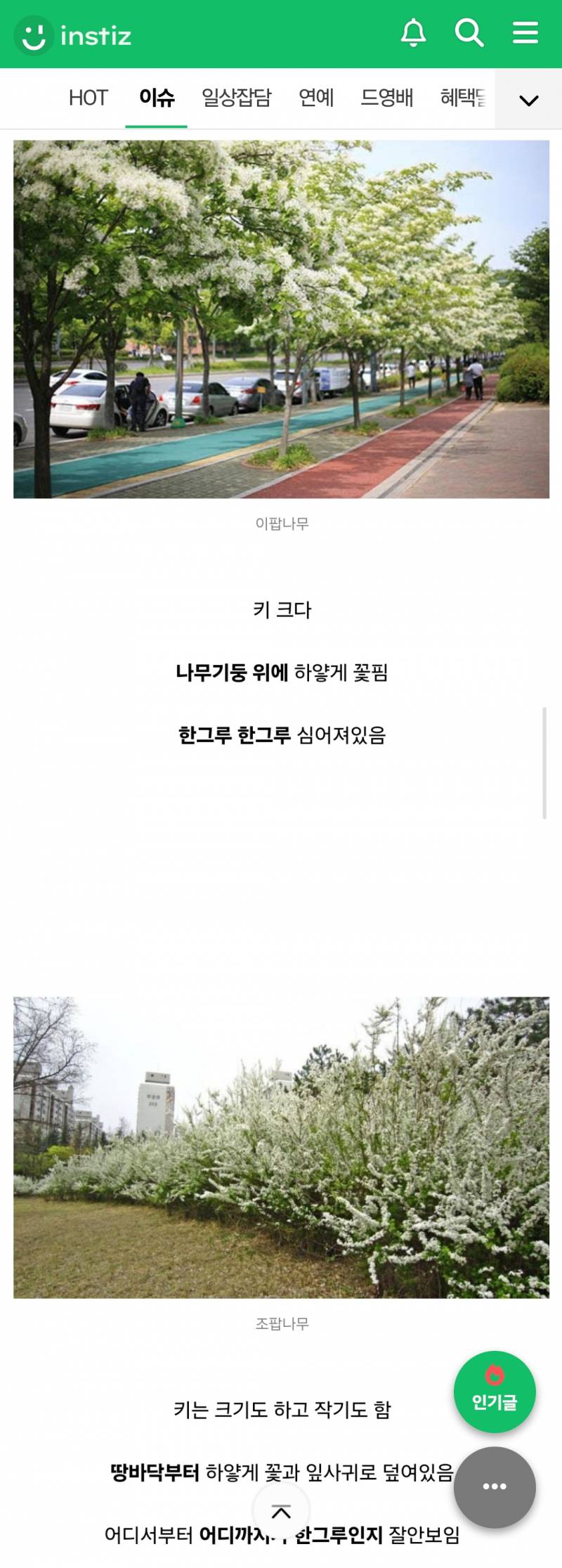 [잡담] 이팝나무 조팝나무 구별법 개쉬움 | 인스티즈