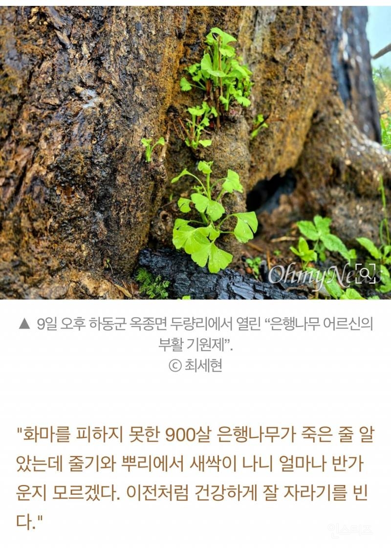 의성 산불에 타버린 900년된 은행나무 근황.jpg | 인스티즈