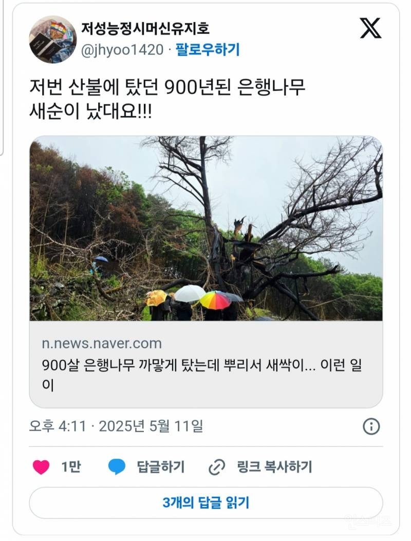 의성 산불에 타버린 900년된 은행나무 근황.jpg | 인스티즈