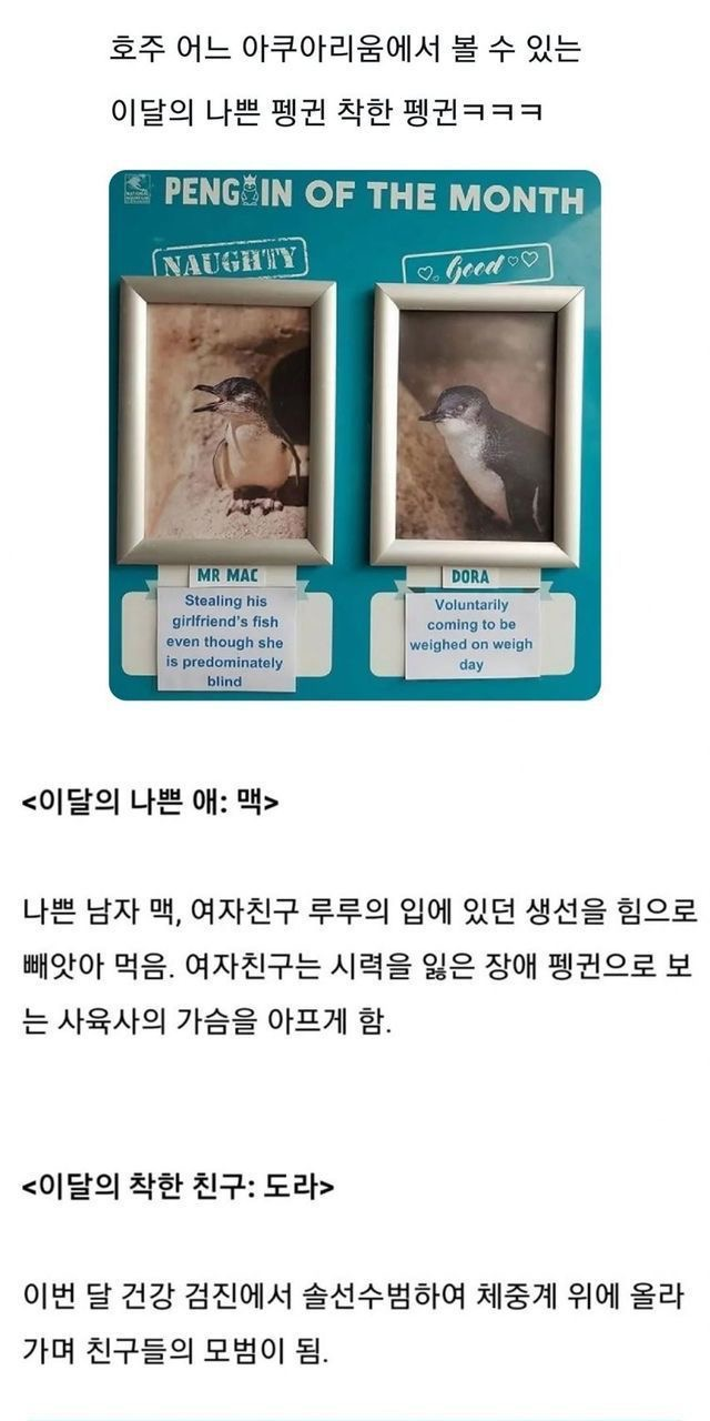 호주 아쿠아리움의 나쁜 펭귄과 착한 펭귄.jpg | 인스티즈