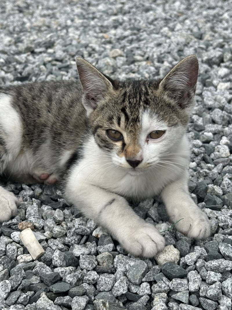 [잡담] 길냥이 귀여워 | 인스티즈
