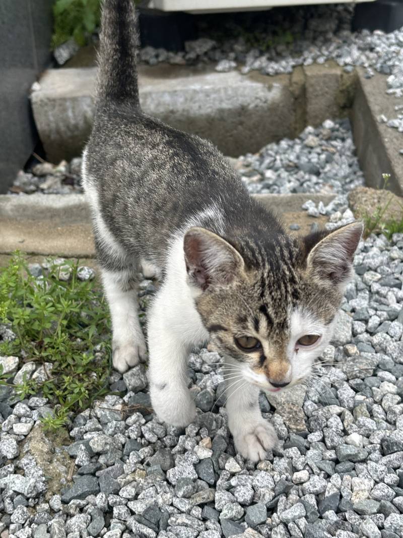 [잡담] 길냥이 귀여워 | 인스티즈