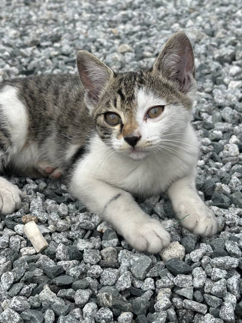 [잡담] 길냥이 귀여워 | 인스티즈