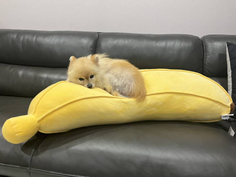 [잡담] 바나나 강아지 🍌🐶🐾 목격!! | 인스티즈