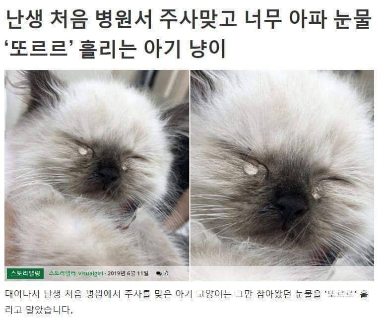 [잡담] 고양이의 눈물 | 인스티즈