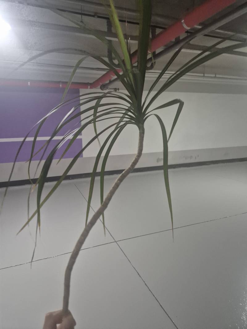 [잡담] 집에서 키우려고 회사 나뭇가지 하나 잘라왔는데 | 인스티즈