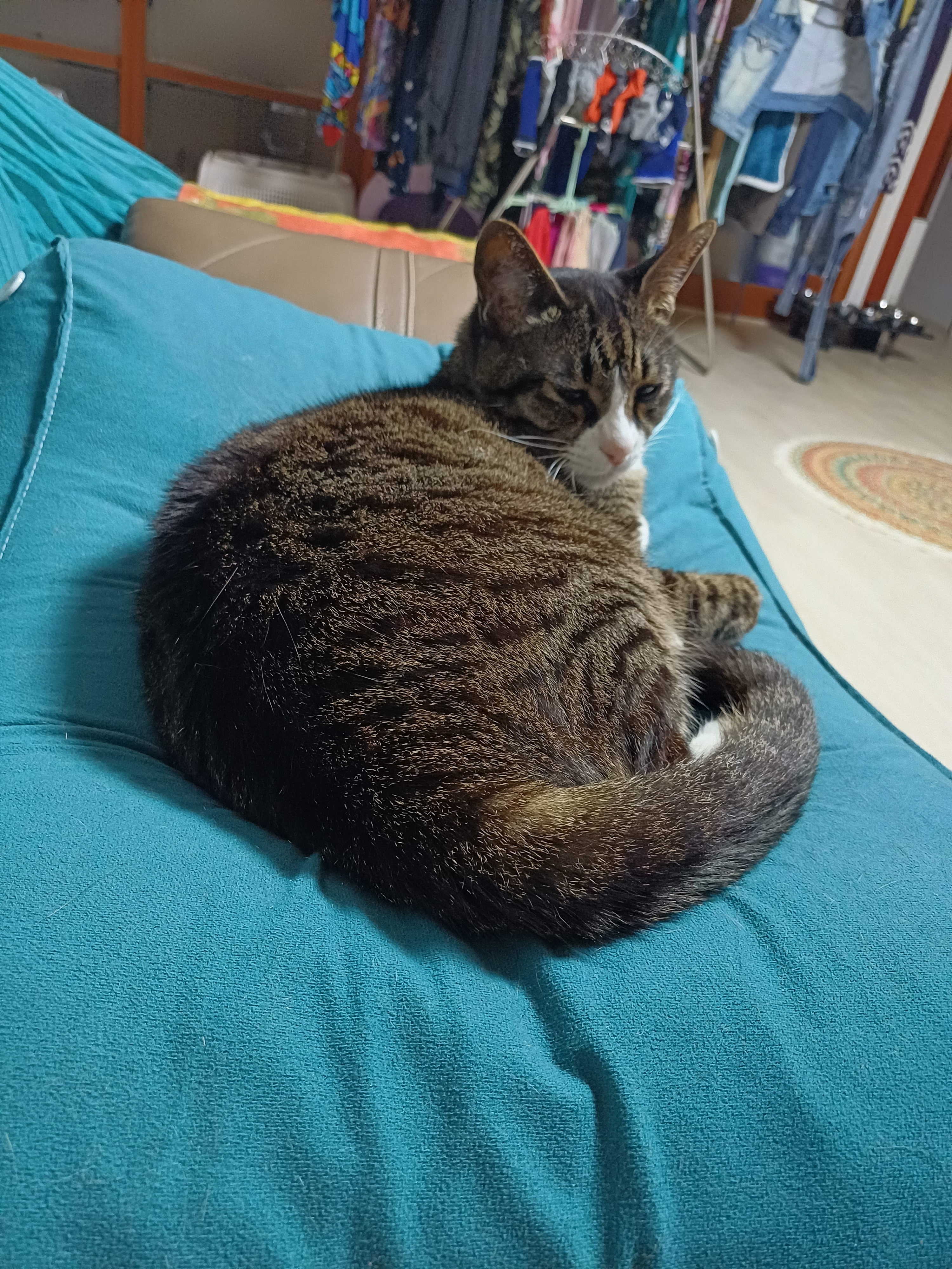[잡담] 울집 냥이 이러고있는데 만진다? 만다? | 인스티즈