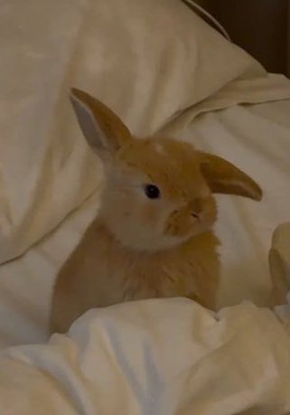 [잡담] 아 김도영 내토깽이 | 인스티즈