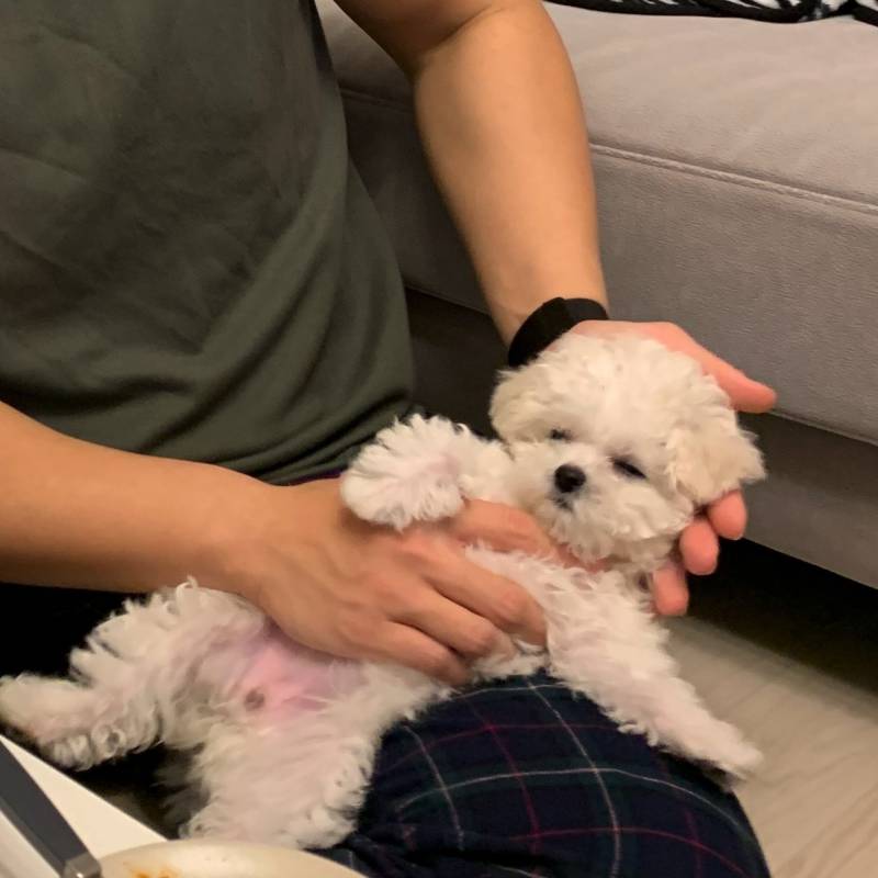 [잡담] 우리 강쥐 애기때 떡실신한거 ㅋㅋㅋㅋㅋㅋㅋ | 인스티즈