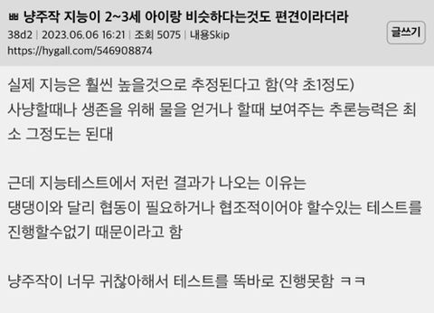 [잡담] 고양이 지능이 실제로는 초1 아이정도 된대 | 인스티즈