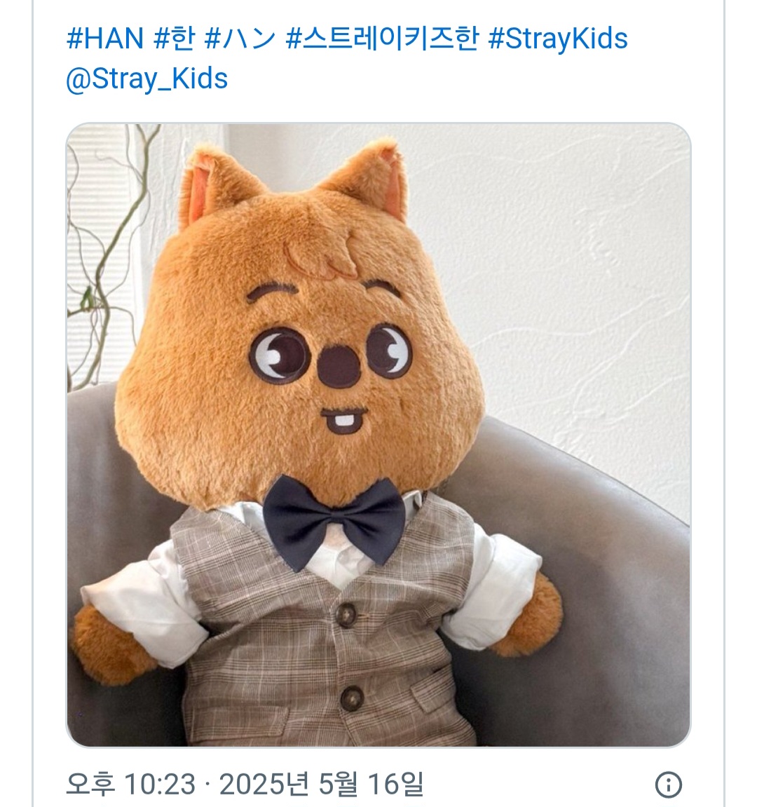 [잡담] 스테이들 테디베어 스키주 ㄹㅇ 키우는중 | 인스티즈