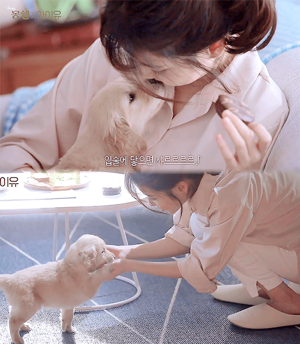 [잡담] 와 아이유 이 강아지 종 뭘까? 개귀엽다ㅠㅠㅠㅠㅠ으아 | 인스티즈