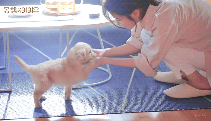 [잡담] 와 아이유 이 강아지 종 뭘까? 개귀엽다ㅠㅠㅠㅠㅠ으아 | 인스티즈