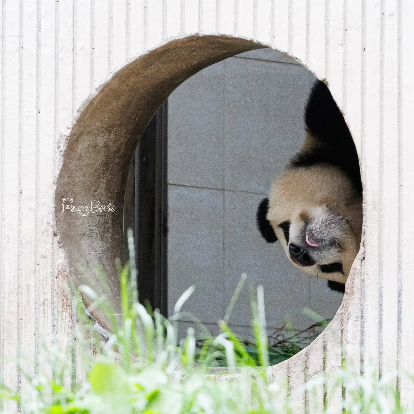 [잡담] 푸바오 졸라 귀엽닼ㅋㅋㅋㅋㅋㅋ | 인스티즈