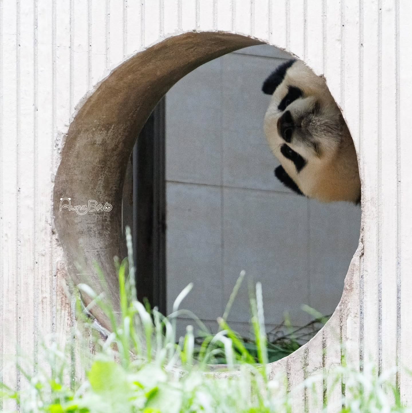 [잡담] 푸바오 졸라 귀엽닼ㅋㅋㅋㅋㅋㅋ | 인스티즈