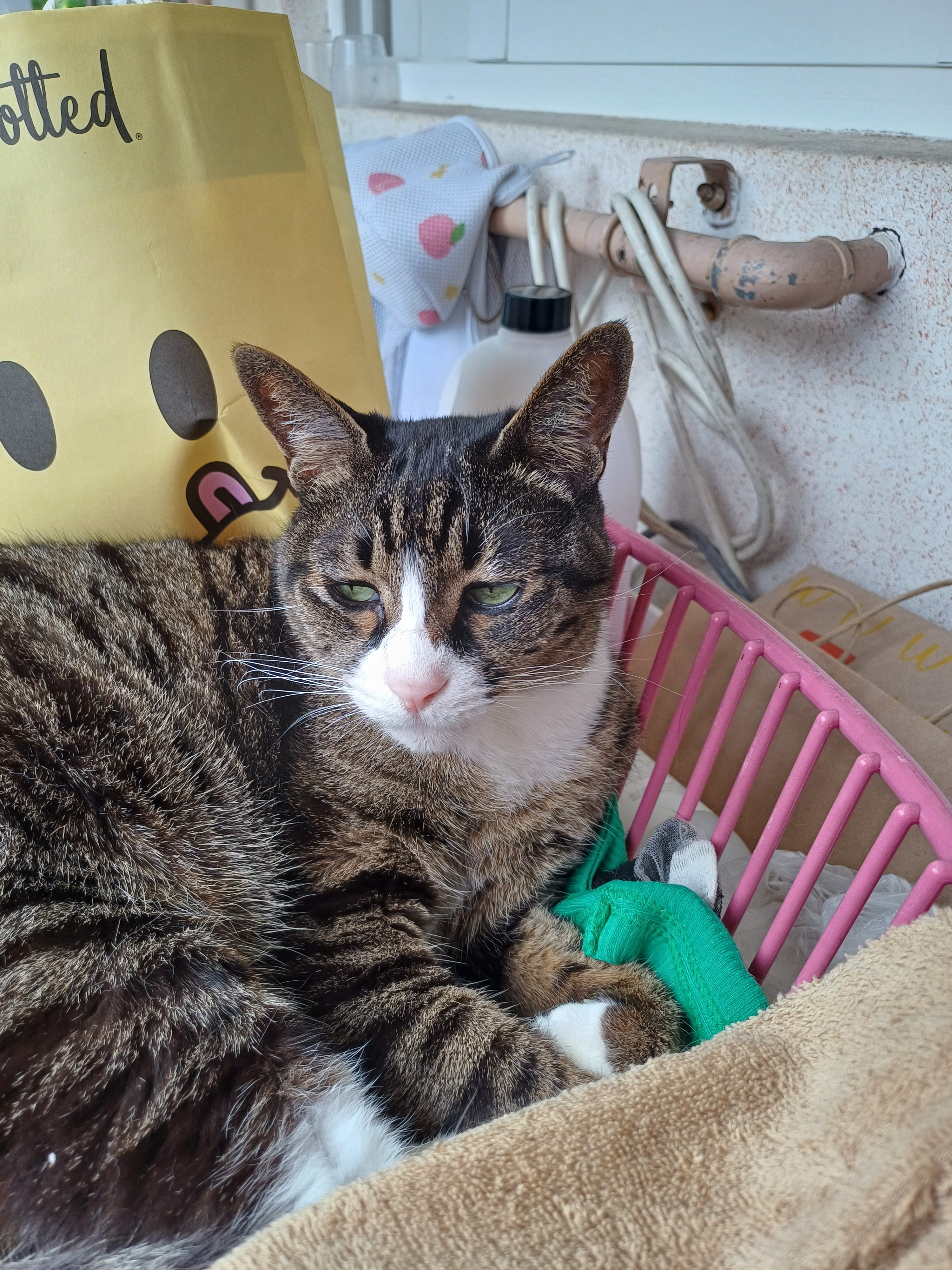 [잡담] 울집 고양이 분명 기분좋은 상태인데 기분 안좋냐고 오해받음ㅋㅋ | 인스티즈