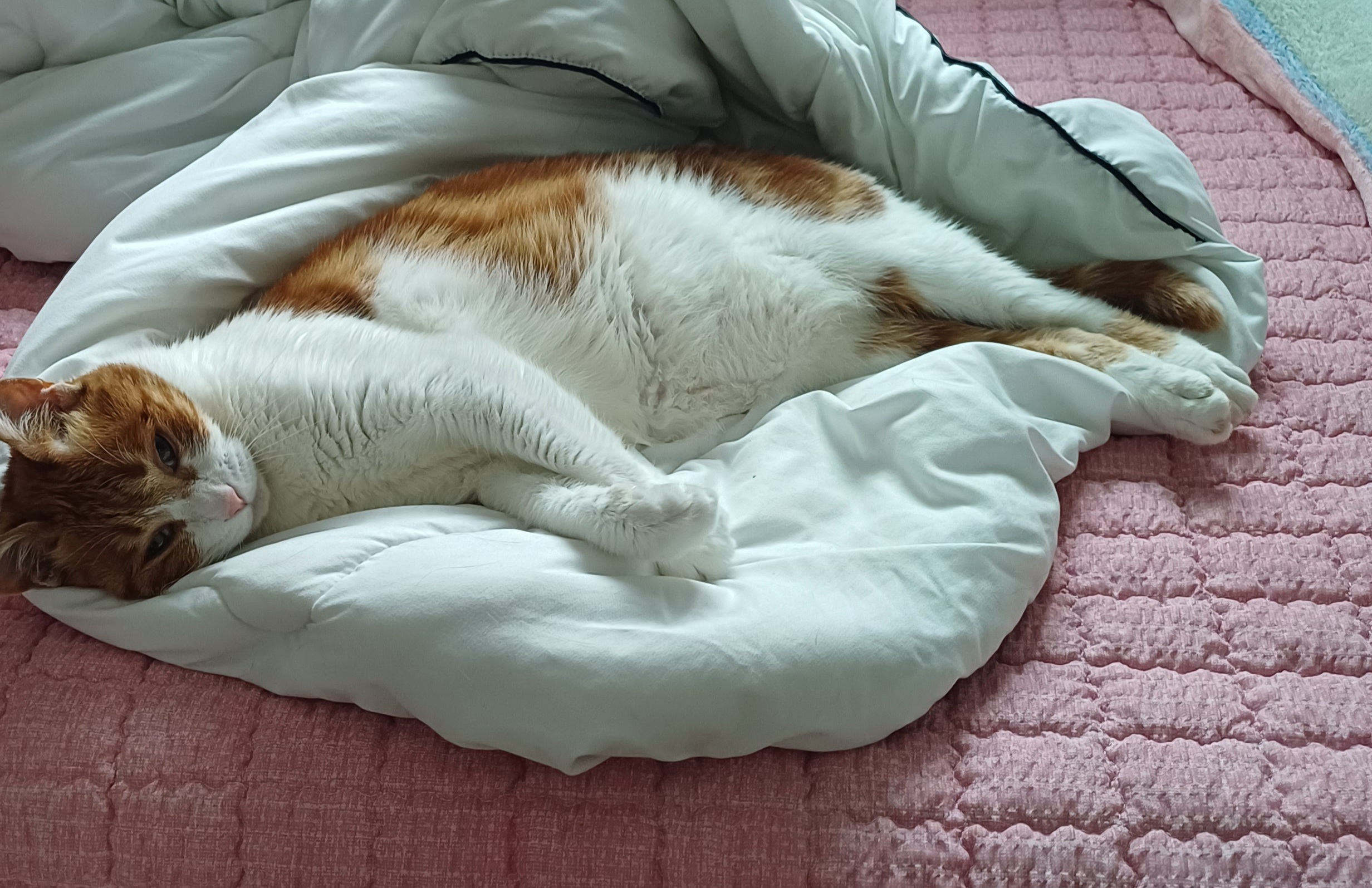 [잡담] 고양이 배방구 참는 법좀 알려줘 | 인스티즈