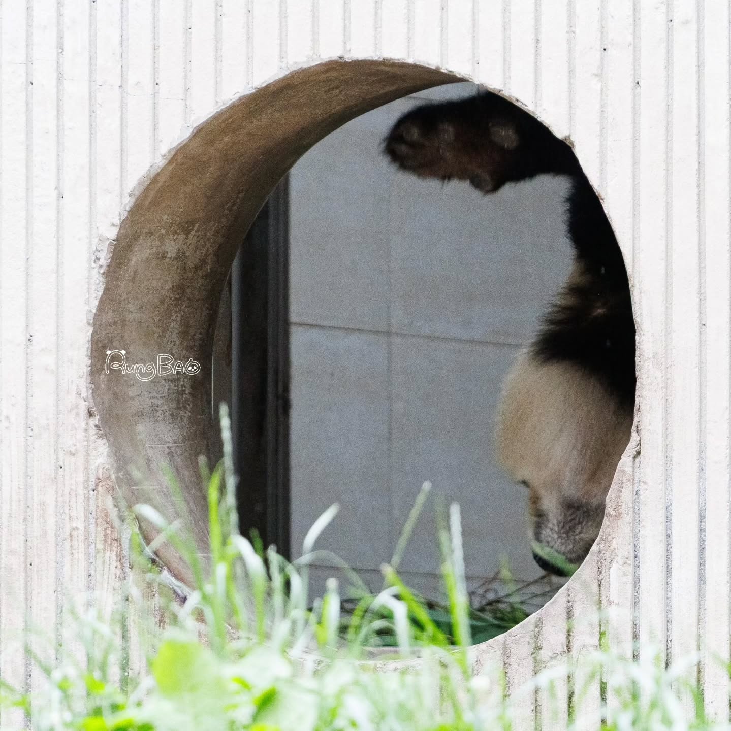 [잡담] 푸바오 졸라 귀엽닼ㅋㅋㅋㅋㅋㅋ | 인스티즈