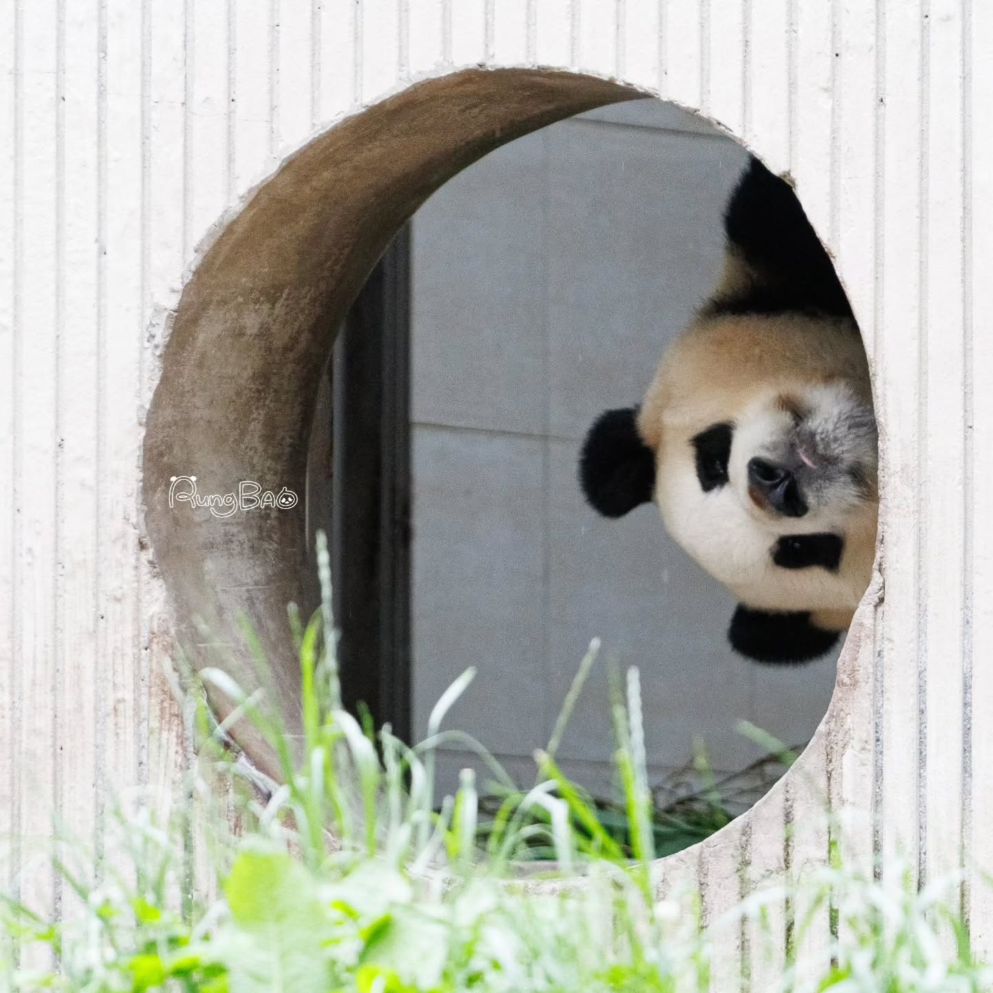 [잡담] 푸바오 졸라 귀엽닼ㅋㅋㅋㅋㅋㅋ | 인스티즈