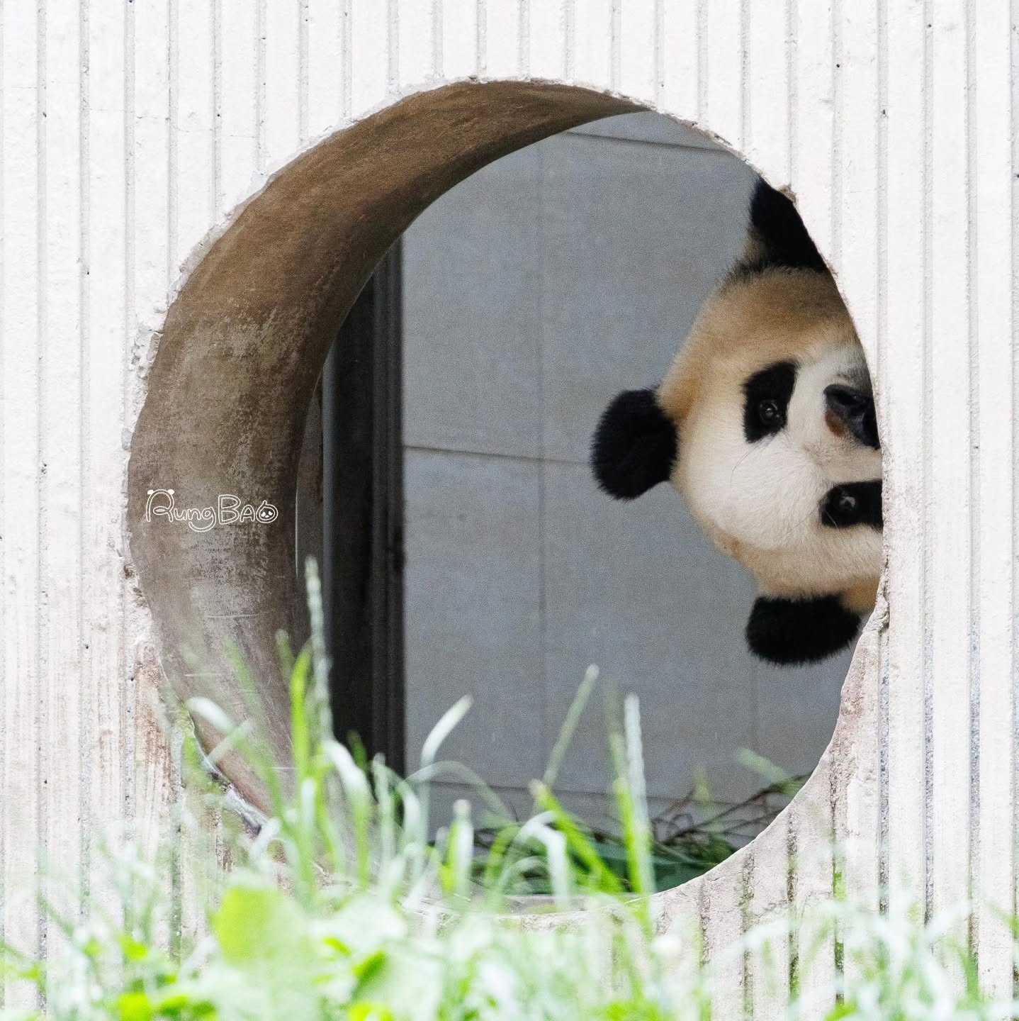 [잡담] 푸바오 졸라 귀엽닼ㅋㅋㅋㅋㅋㅋ | 인스티즈
