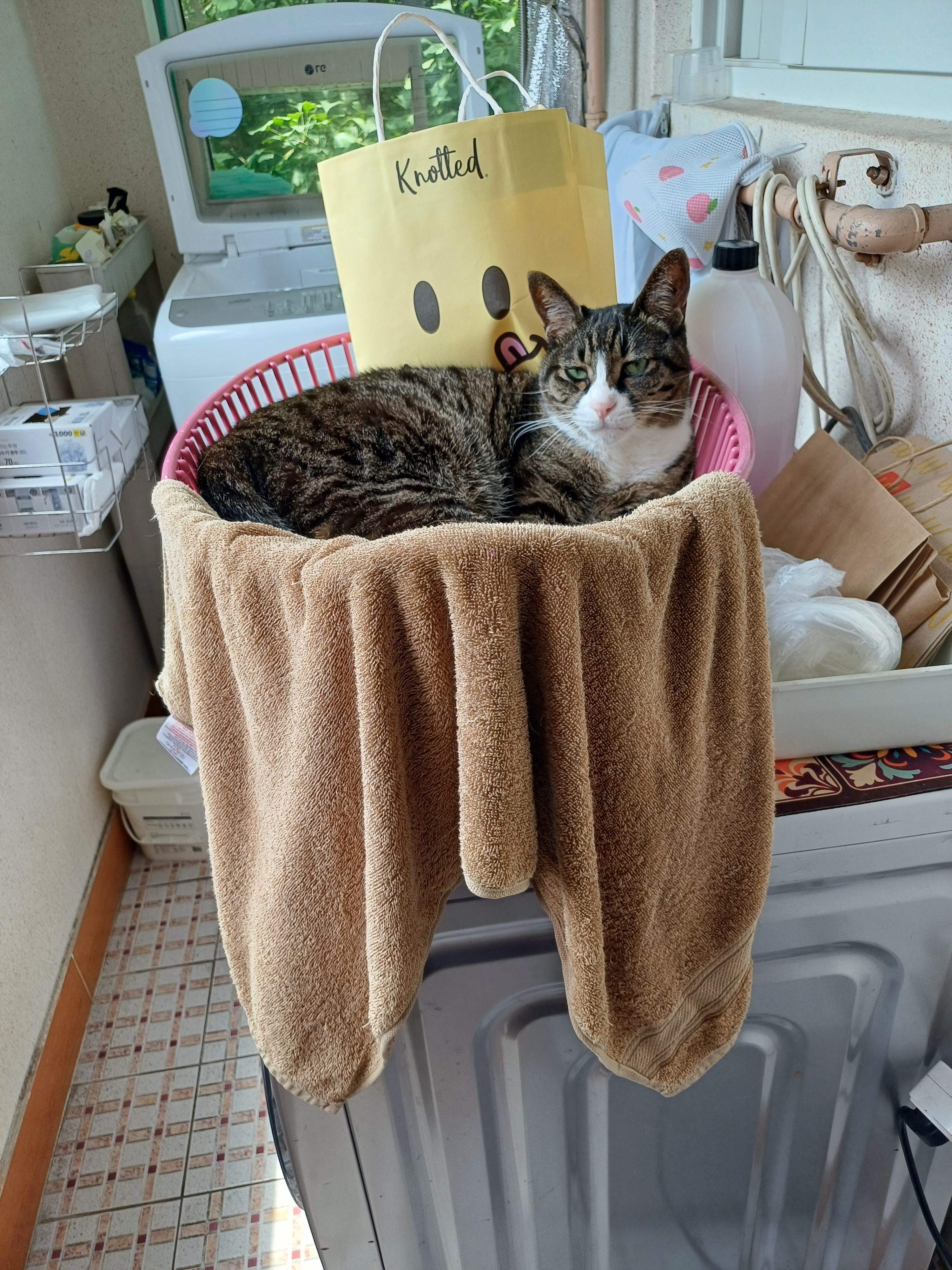 [잡담] 울집 고양이 분명 기분좋은 상태인데 기분 안좋냐고 오해받음ㅋㅋ | 인스티즈
