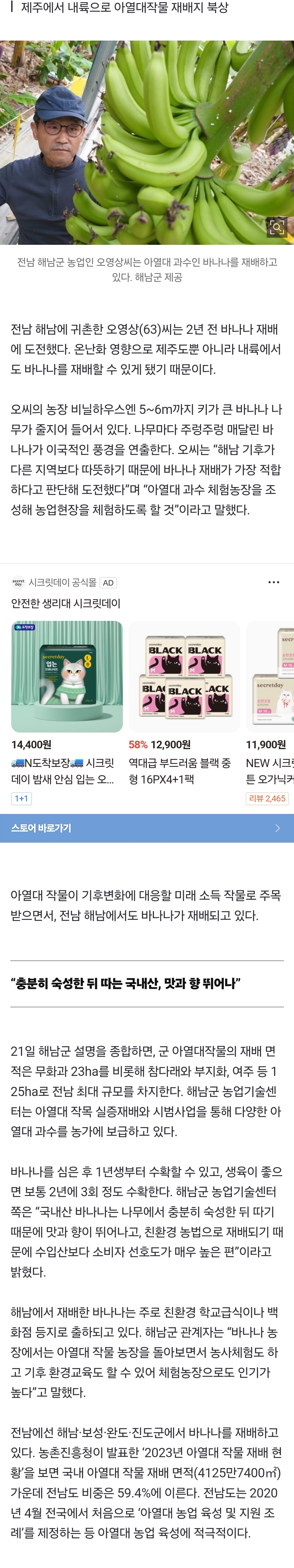 [정보/소식] 한국서 6m 바나나 나무 폭풍성장…'아열대' 해남서 주렁주렁 | 인스티즈