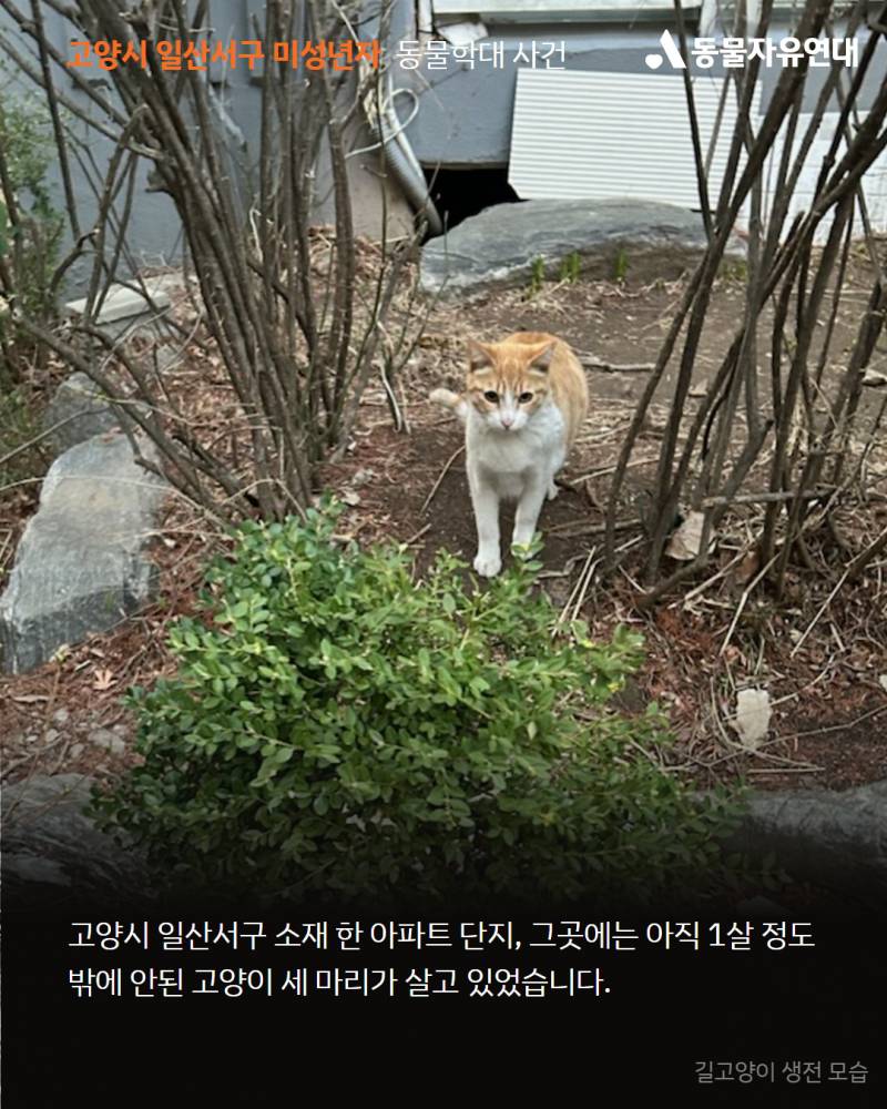 미성년자가 사람 잘따르는 고양이를 구타한후 입안에 나무가지를 관통시켜 죽였습니다 | 인스티즈