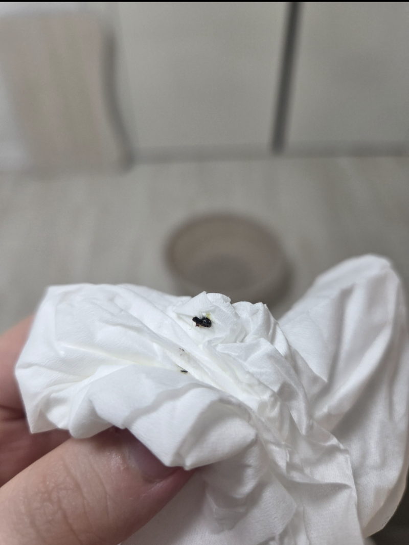 [잡담] 혹시 이거 무슨 벌레인지 알아?? 짓이긴 사진밖에 없는데 ㅠㅠ | 인스티즈