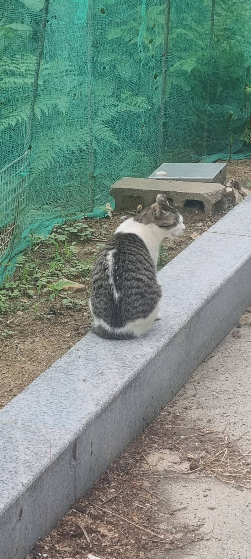 고양이) [잡담] 길가다가 만난 냥이들 | 인스티즈
