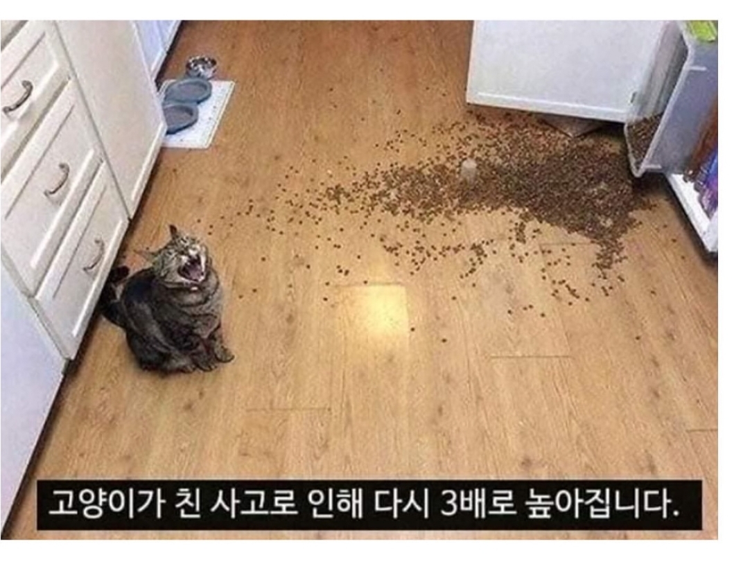 [잡담] 고양이를 쓰다듬으면 스트레스지수가 3배이상 내려간다는데도 집사들이 스트레스지수가 복구되는 이유 | 인스티즈