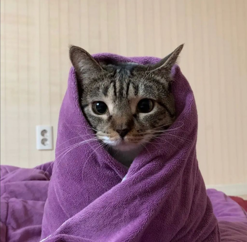 [잡담] 춘봉 첨지 귀여워 | 인스티즈