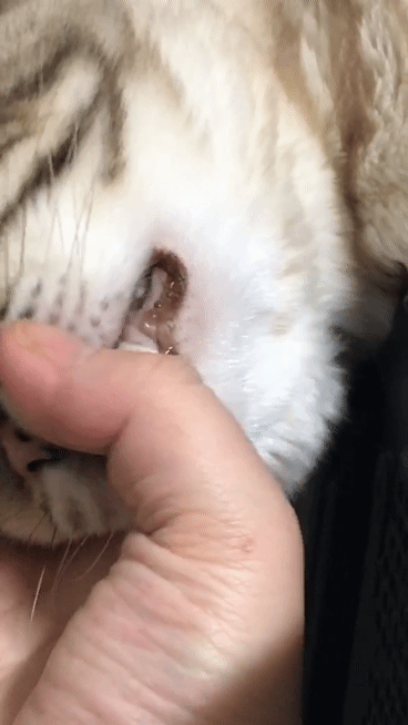 [잡담] 아니 왜 저러고 자냐!!! | 인스티즈