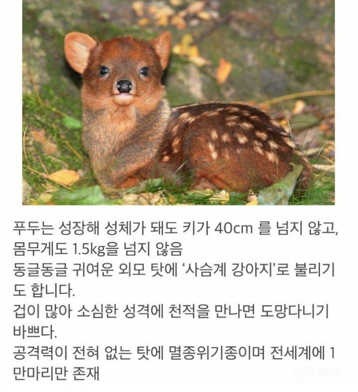 공격력이 0이라 멸종 위기라는 동물.jpg | 인스티즈