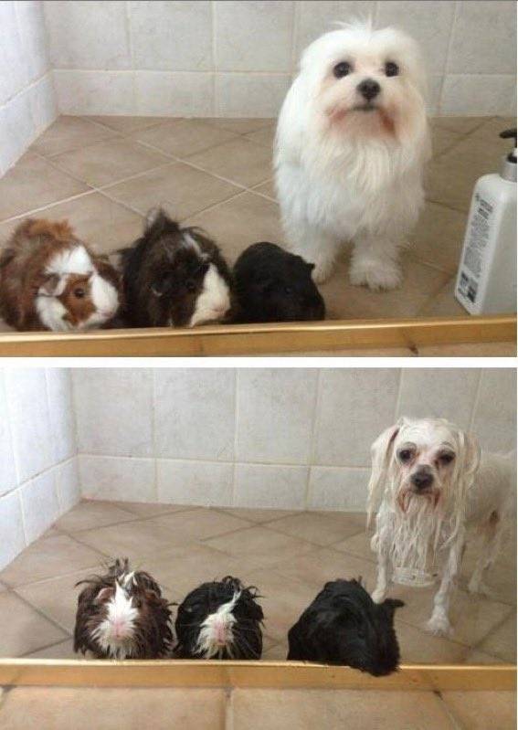 [잡담] 강아지 진짜 털빨이었네 | 인스티즈
