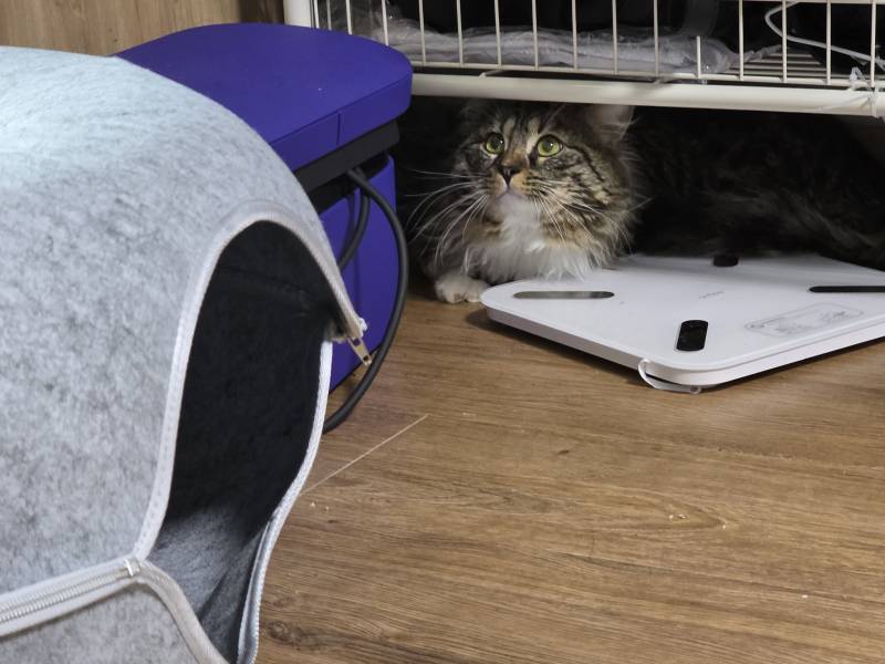 [잡담] 고양이 이름 좀 추천해주라 | 인스티즈