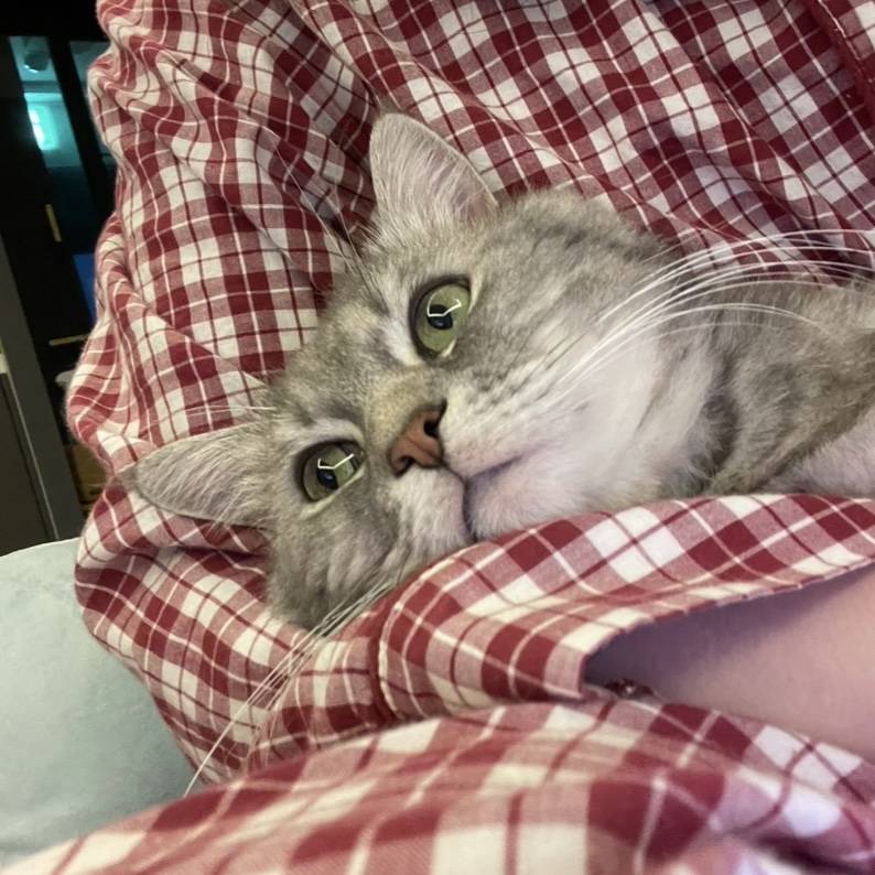 [잡담] 아들이랑 티비보는 중 🐈 | 인스티즈