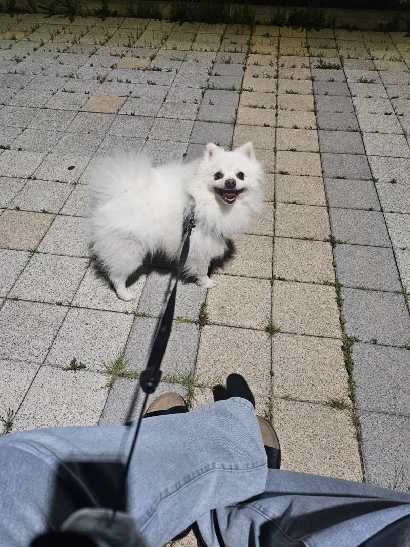 [잡담] 울집강아지 아직도 짱귀탱인데 곧 10살인게 믿겨지지 않아 | 인스티즈