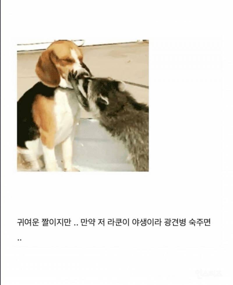 치사율 99% 이상이라는 발병후 죽는다고 보면 된다는 무서운 바이러스 .jpg | 인스티즈