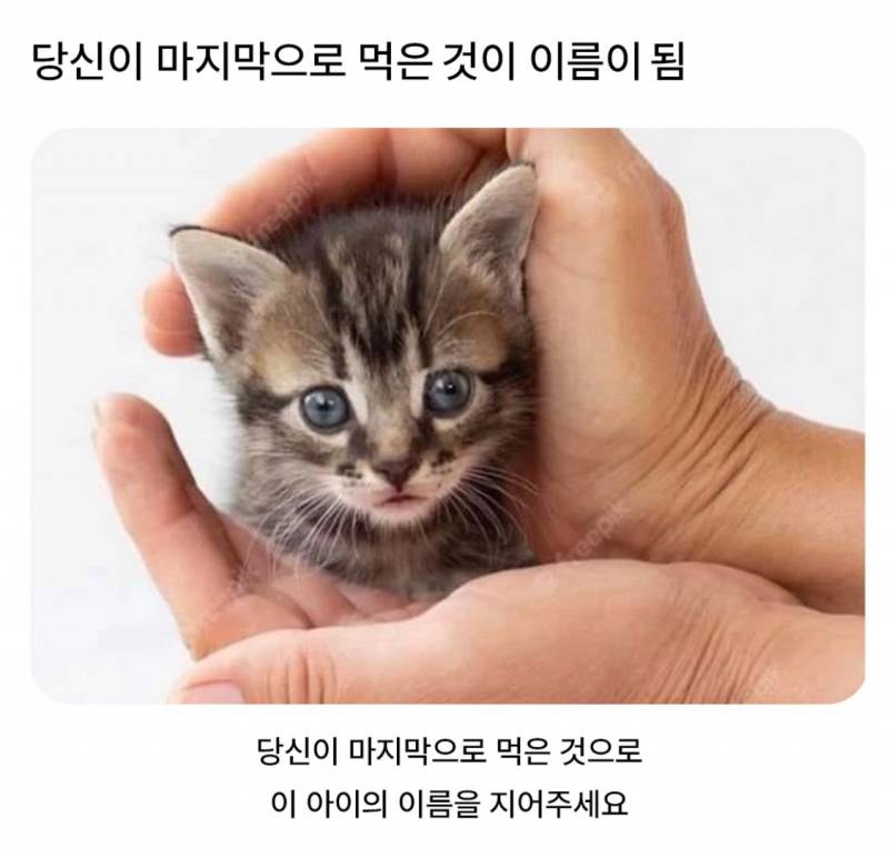 2000플 넘은 "고양이 이름을 지어주세요".JPG | 인스티즈