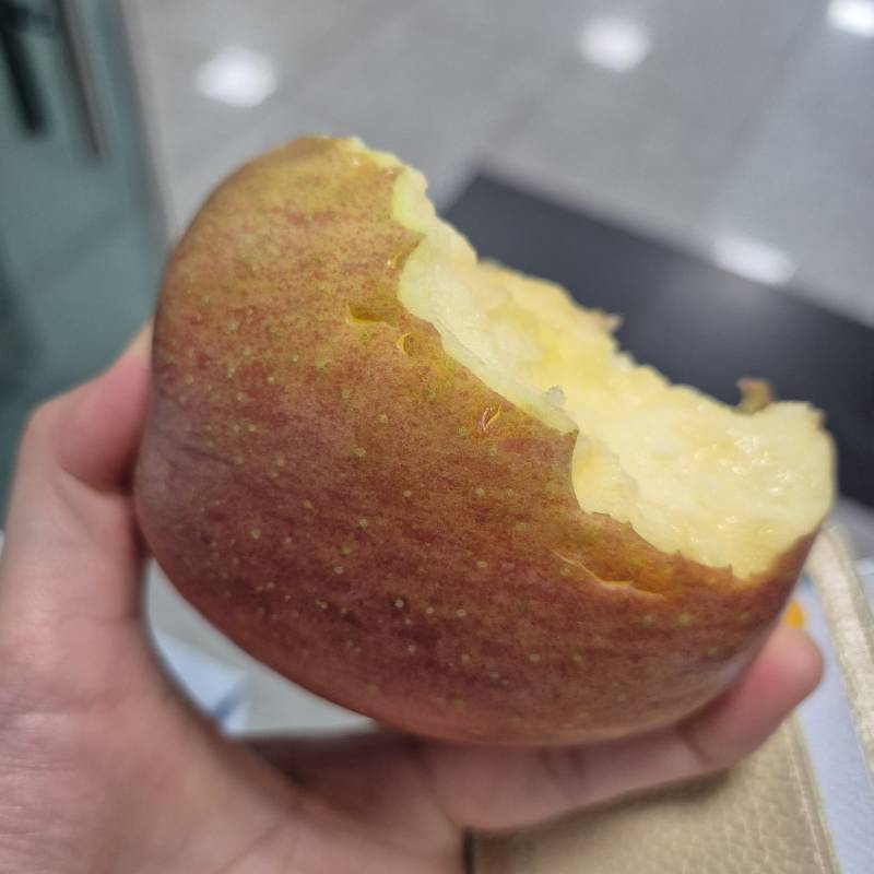 [잡담] 선거인단? 댕웃기네 | 인스티즈