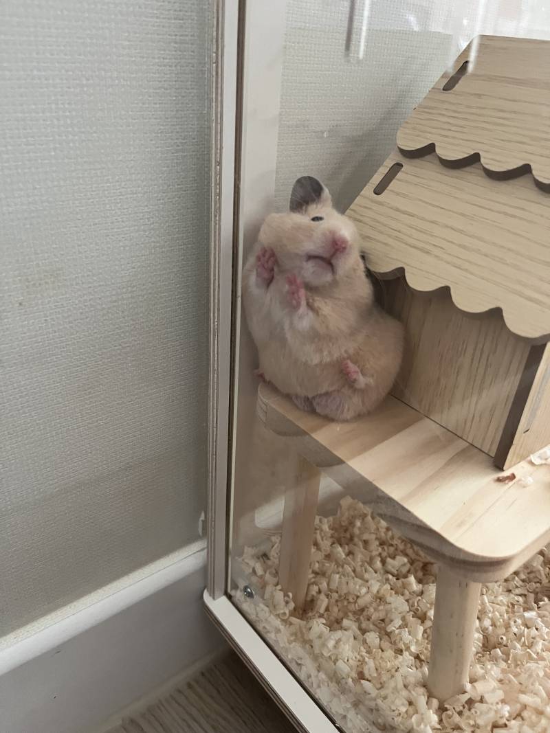 [잡담] 익들아 햄스터 이렇게 귀여운거였냐.... | 인스티즈