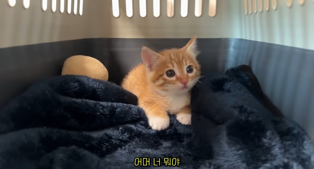 [잡담] 유튜버 언더월드 아는 사람 !? 춘봉첨지네 !! 새로운 냥이 데꼬오셨네 | 인스티즈