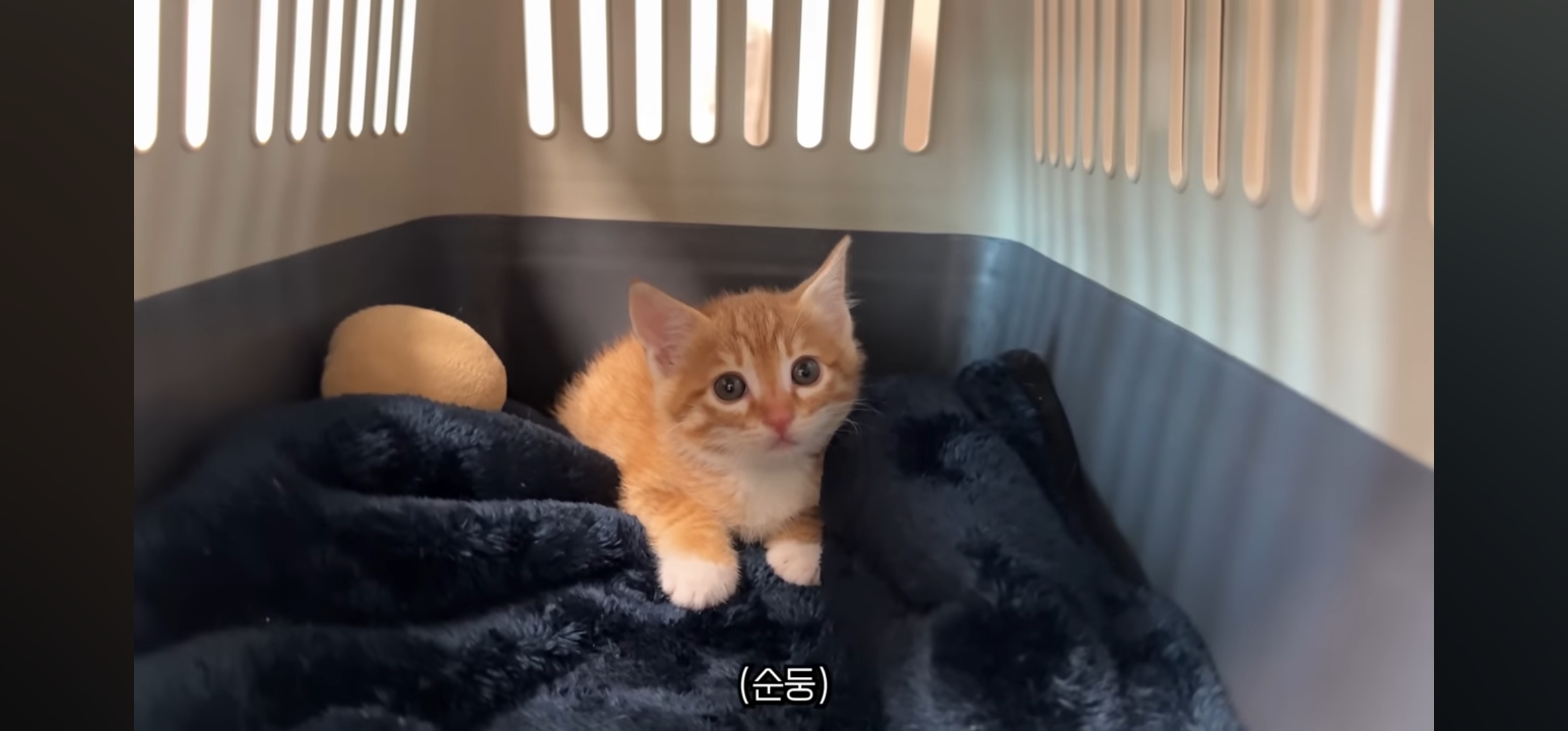 [잡담] 언더월드 새로운 고양이 입양했대 | 인스티즈