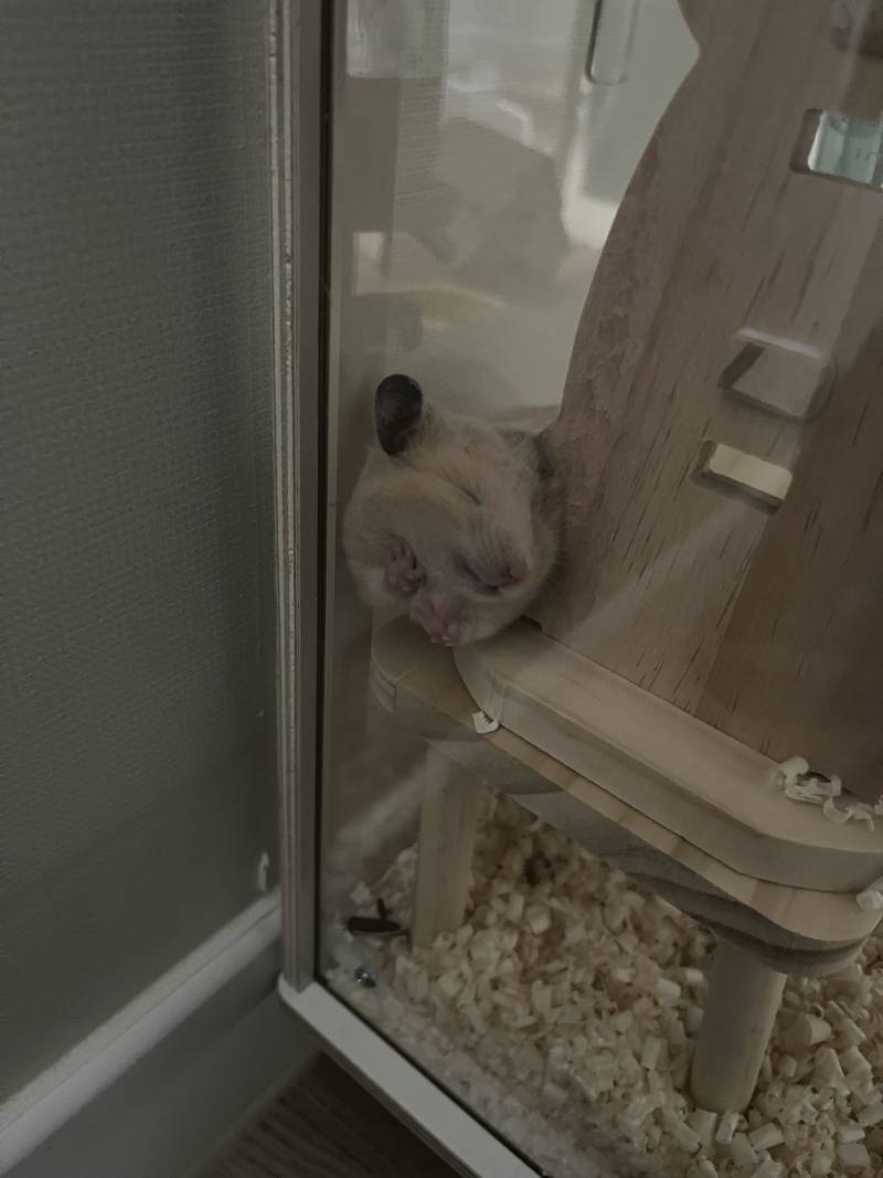 [잡담] 익들아 햄스터 이렇게 귀여운거였냐.... | 인스티즈
