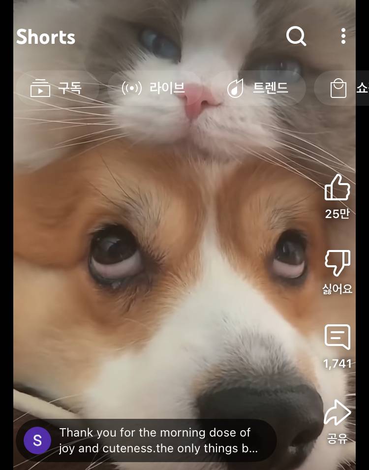 [잡담] 강아지들 중안부 긴 이유 뭐임??? | 인스티즈